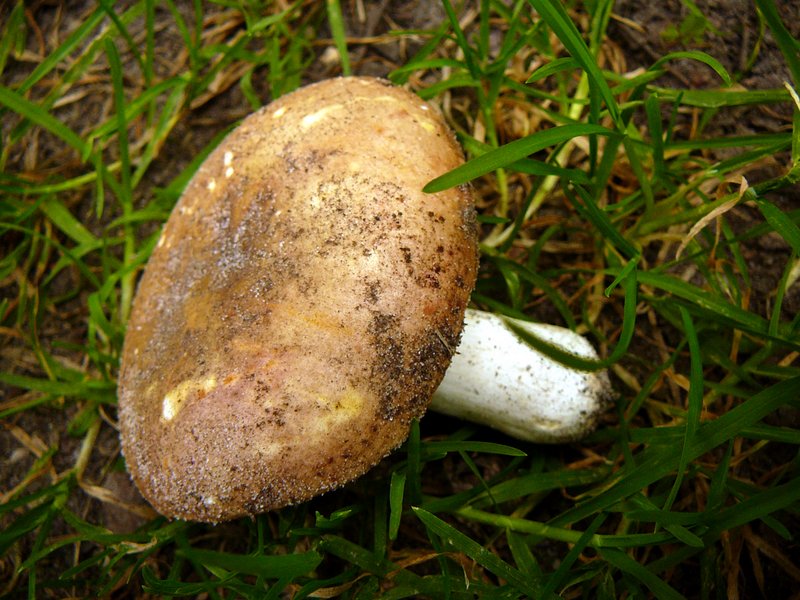 Russula melliolens à conf.